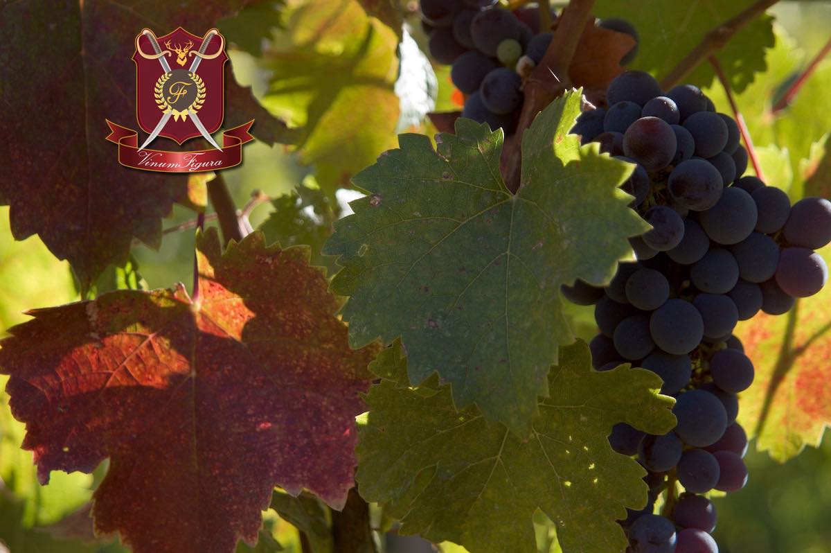 Vitajte na stránkach vinárstva VinumFigura